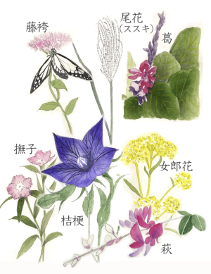 秋の七草3 (002)