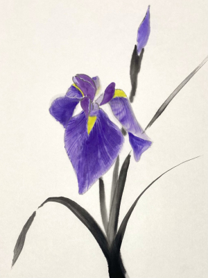 花菖蒲